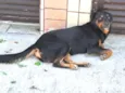 Rotweiller macho