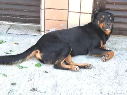 Cachorro raça Rottweiler idade 3 anos nome Rotweiller macho