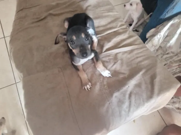 Cachorro raça SRD-ViraLata idade 2 a 6 meses nome Ainda sem nome