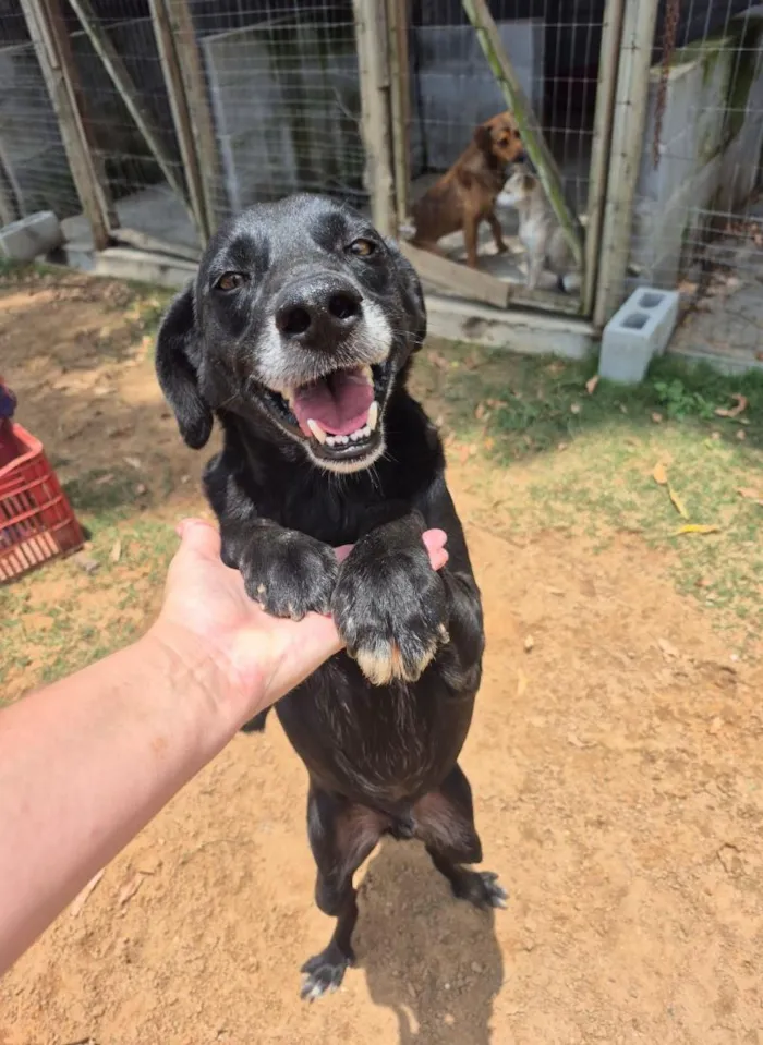 Cachorro raça SRD-ViraLata idade 5 anos nome John Lennon