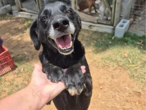 Cachorro raça SRD-ViraLata idade 5 anos nome John Lennon