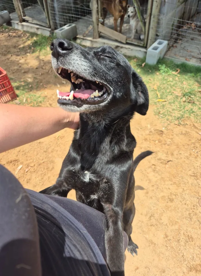 Cachorro raça SRD-ViraLata idade 5 anos nome John Lennon