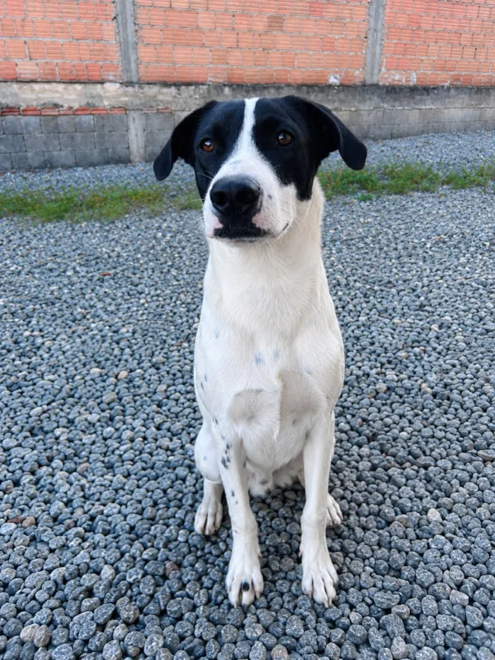 Cachorro raça SRD-ViraLata idade 7 a 11 meses nome Noah