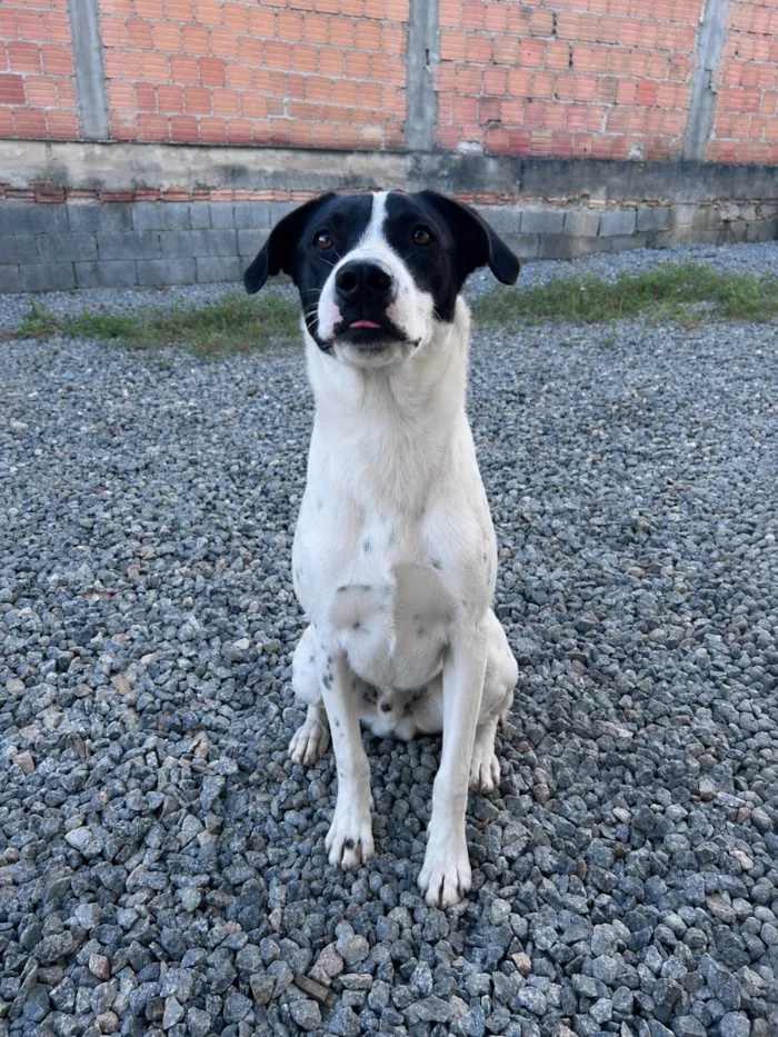 Cachorro raça SRD-ViraLata idade 7 a 11 meses nome Noah