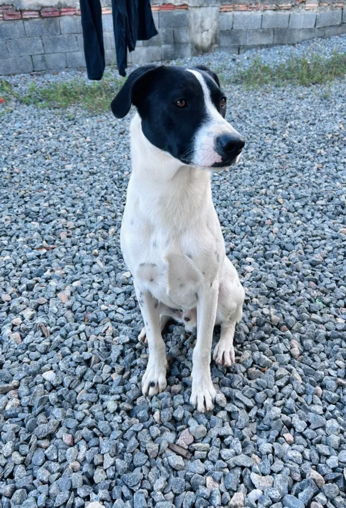 Cachorro raça SRD-ViraLata idade 7 a 11 meses nome Noah