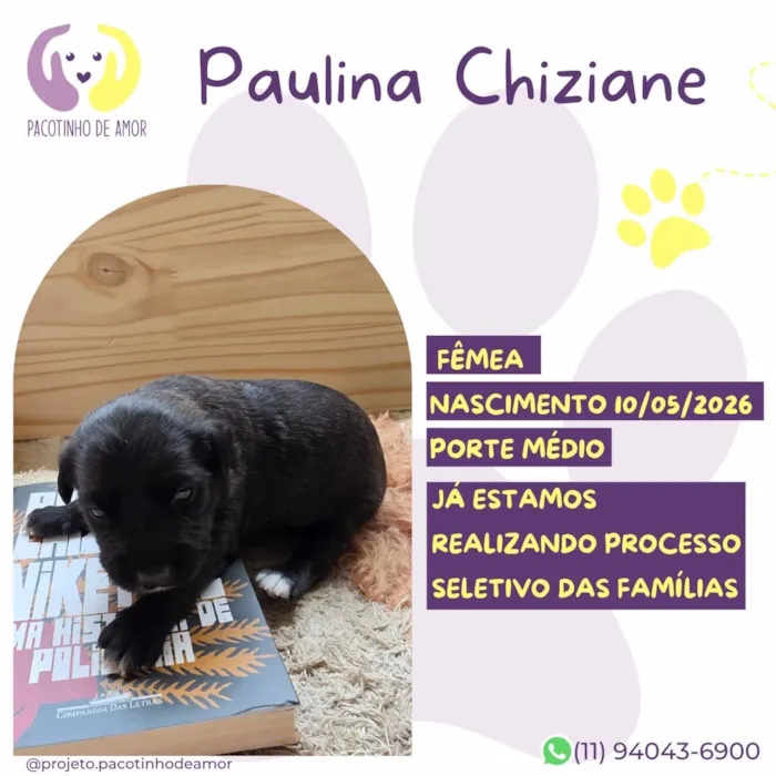 Cachorro raça SRD-ViraLata idade 2 a 6 meses nome Paulina Chiziane