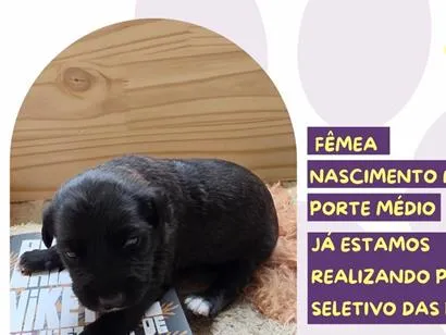 Cachorro raça SRD-ViraLata idade 2 a 6 meses nome Paulina Chiziane
