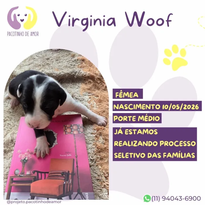 Cachorro raça SRD-ViraLata idade 2 a 6 meses nome Virginia