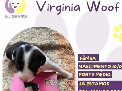 Cachorro raça SRD-ViraLata idade 2 a 6 meses nome Virginia