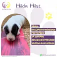 Hilda Hist
