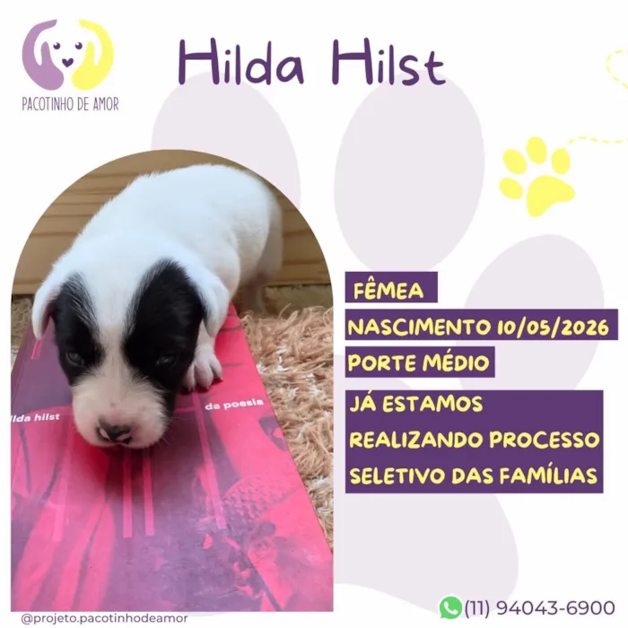 Cachorro raça SRD-ViraLata idade 2 a 6 meses nome Hilda Hist