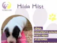 Hilda Hist