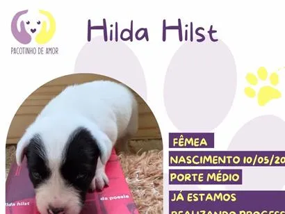 Cachorro raça SRD-ViraLata idade 2 a 6 meses nome Hilda Hist
