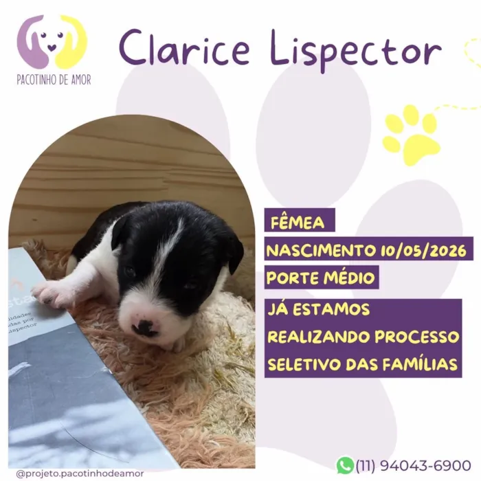 Cachorro raça SRD-ViraLata idade Abaixo de 2 meses nome Clarice Lispector