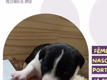 Cachorro raça SRD-ViraLata idade Abaixo de 2 meses nome Clarice Lispector