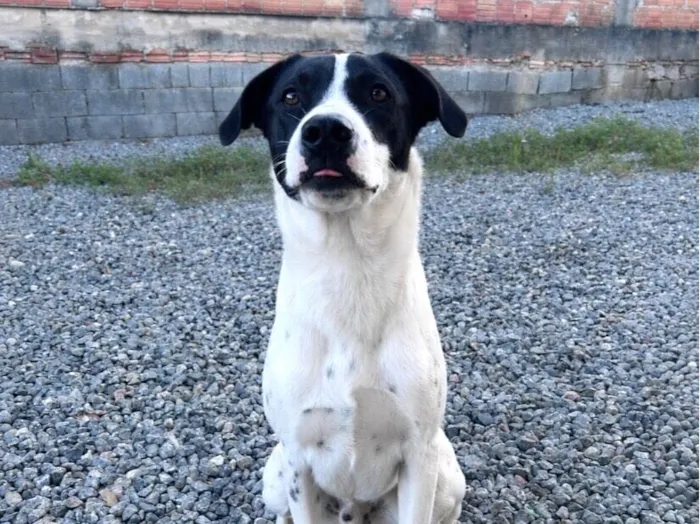 Cachorro raça SRD-ViraLata idade 7 a 11 meses nome Noah