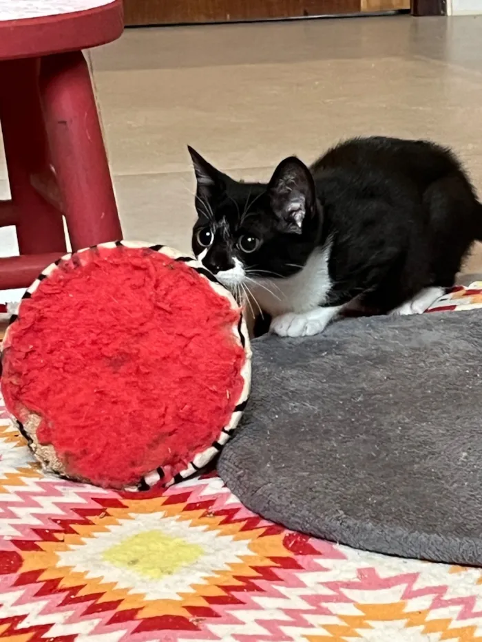 Gato raça SRD-ViraLata idade 2 a 6 meses nome Bibiana