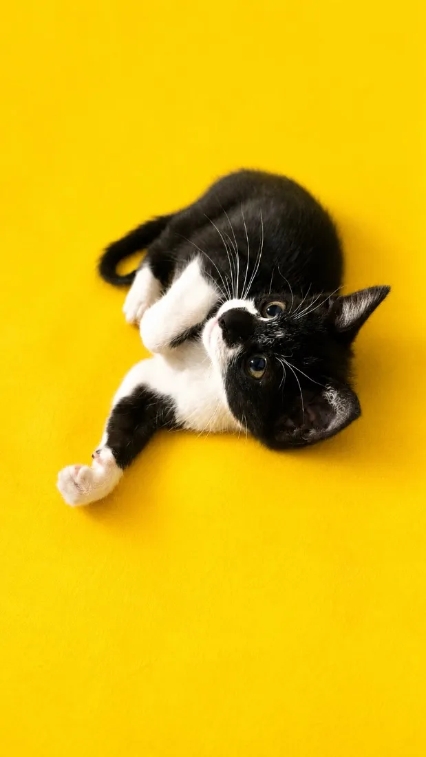 Gato raça SRD-ViraLata idade 2 a 6 meses nome Bibiana