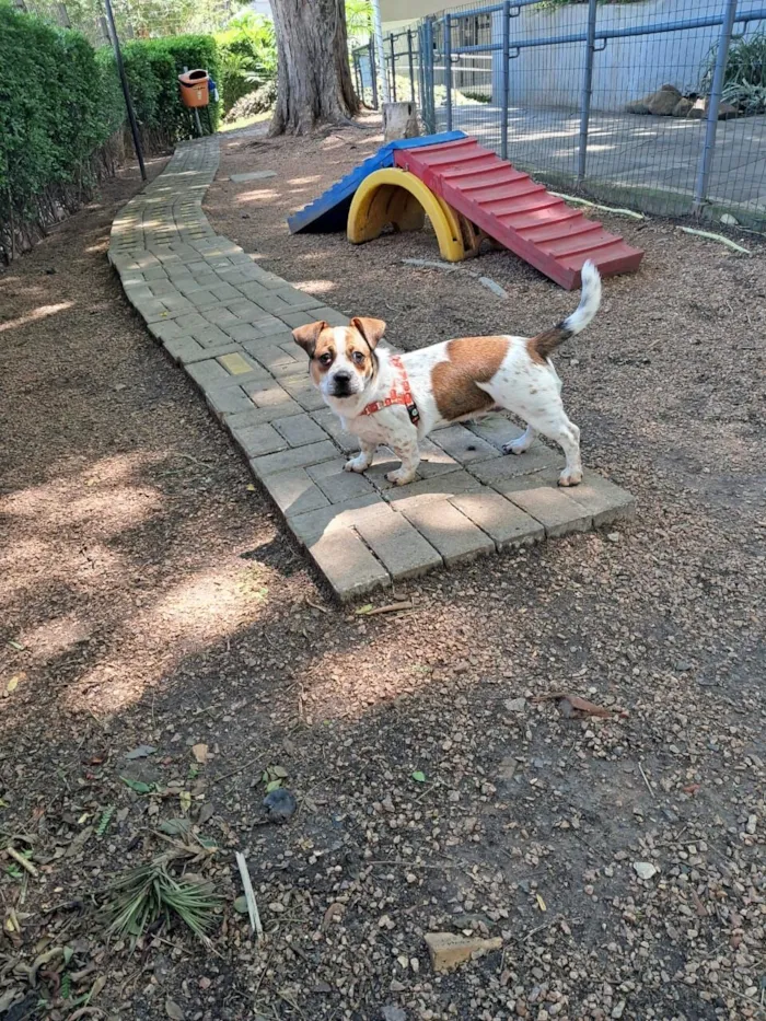 Cachorro raça SRD-ViraLata idade 1 ano nome Pingo