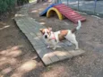 Pingo