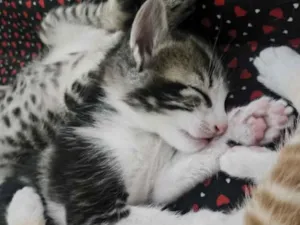 Gato raça SRD-ViraLata idade 2 a 6 meses nome Rabito 