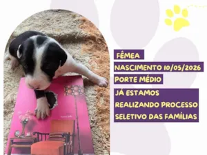 Cachorro raça SRD-ViraLata idade 2 a 6 meses nome Virginia