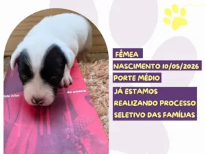 Cachorro raça SRD-ViraLata idade 2 a 6 meses nome Hilda Hist