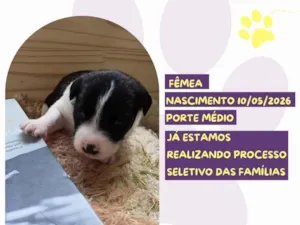 Cachorro raça SRD-ViraLata idade Abaixo de 2 meses nome Clarice Lispector