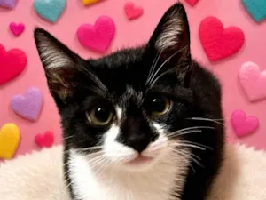 Gato raça SRD-ViraLata idade 2 a 6 meses nome Bibiana