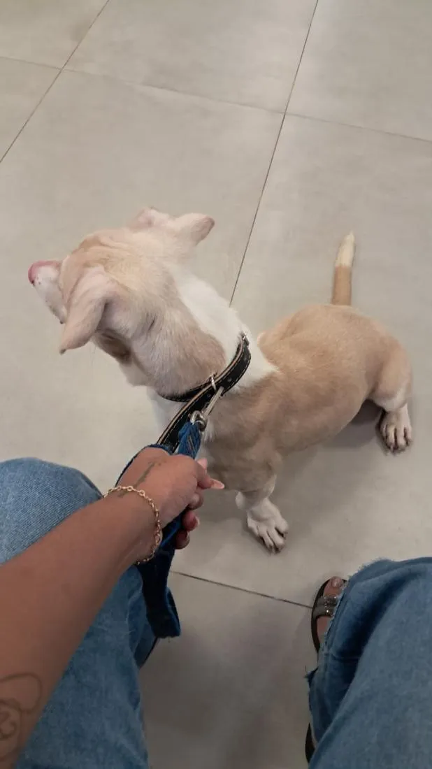 Cachorro raça Basset-Cofap idade 1 ano nome George