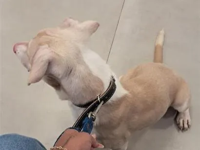 Cachorro raça Basset-Cofap idade 1 ano nome George