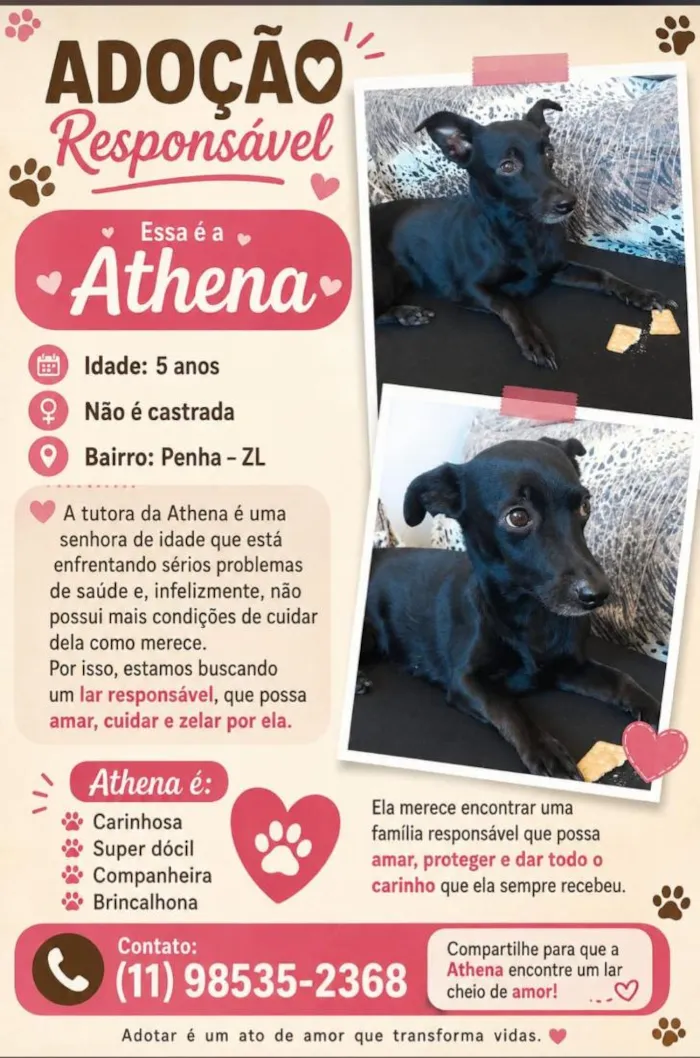 Cachorro raça SRD-ViraLata idade 5 anos nome Athena