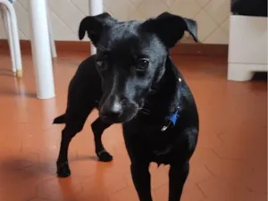 Cachorro raça SRD-ViraLata idade 5 anos nome Athena