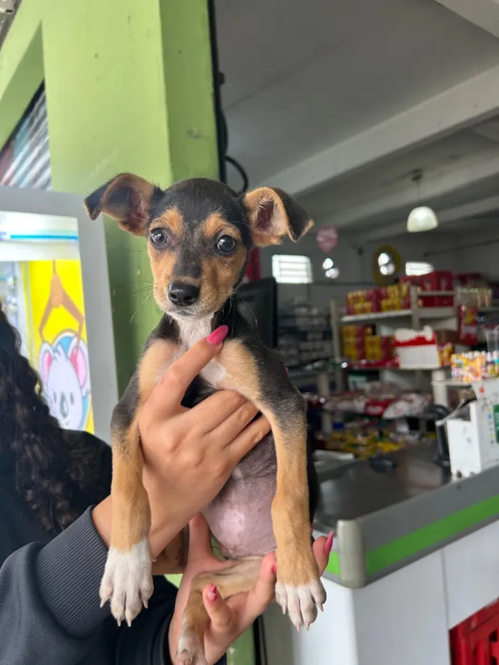 Cachorro raça SRD-ViraLata idade 2 a 6 meses nome Valentina