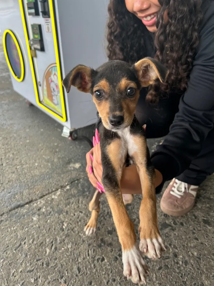 Cachorro raça SRD-ViraLata idade 2 a 6 meses nome Valentina