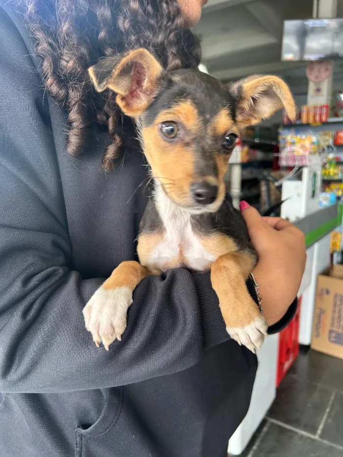 Cachorro raça SRD-ViraLata idade 2 a 6 meses nome Valentina