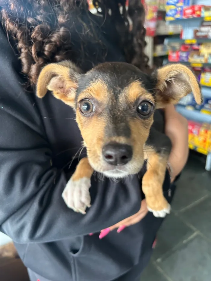 Cachorro raça SRD-ViraLata idade 2 a 6 meses nome Valentina