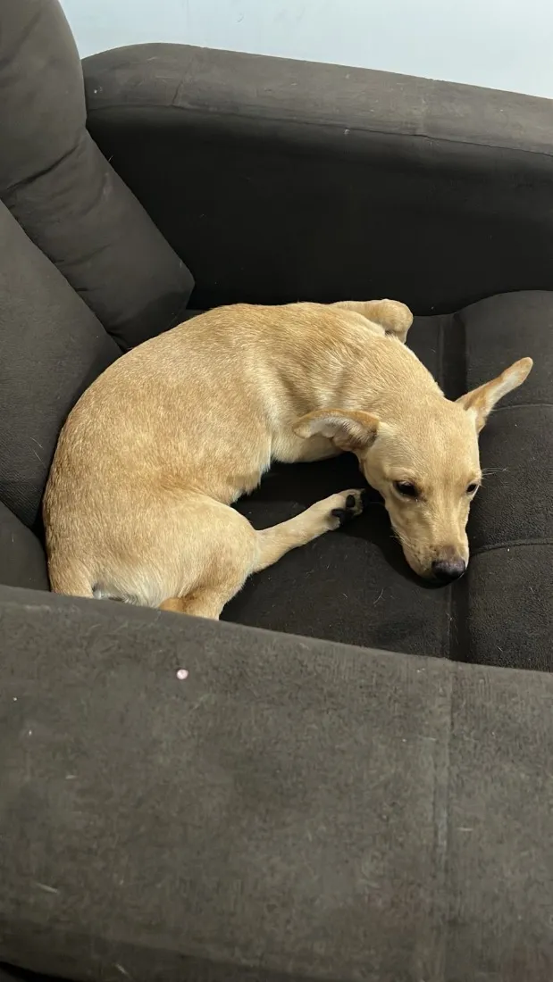 Cachorro raça SRD-ViraLata idade 7 a 11 meses nome Amora