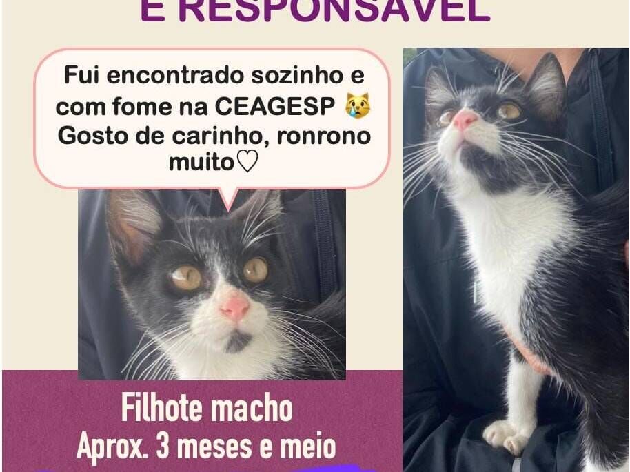 Pitico  - São Paulo