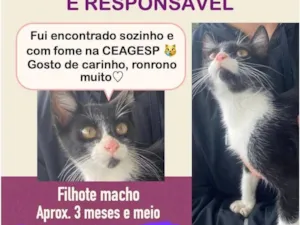 Gato raça SRD-ViraLata idade 2 a 6 meses nome Pitico 