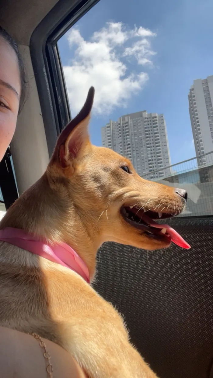 Cachorro raça SRD-ViraLata idade 7 a 11 meses nome Amora