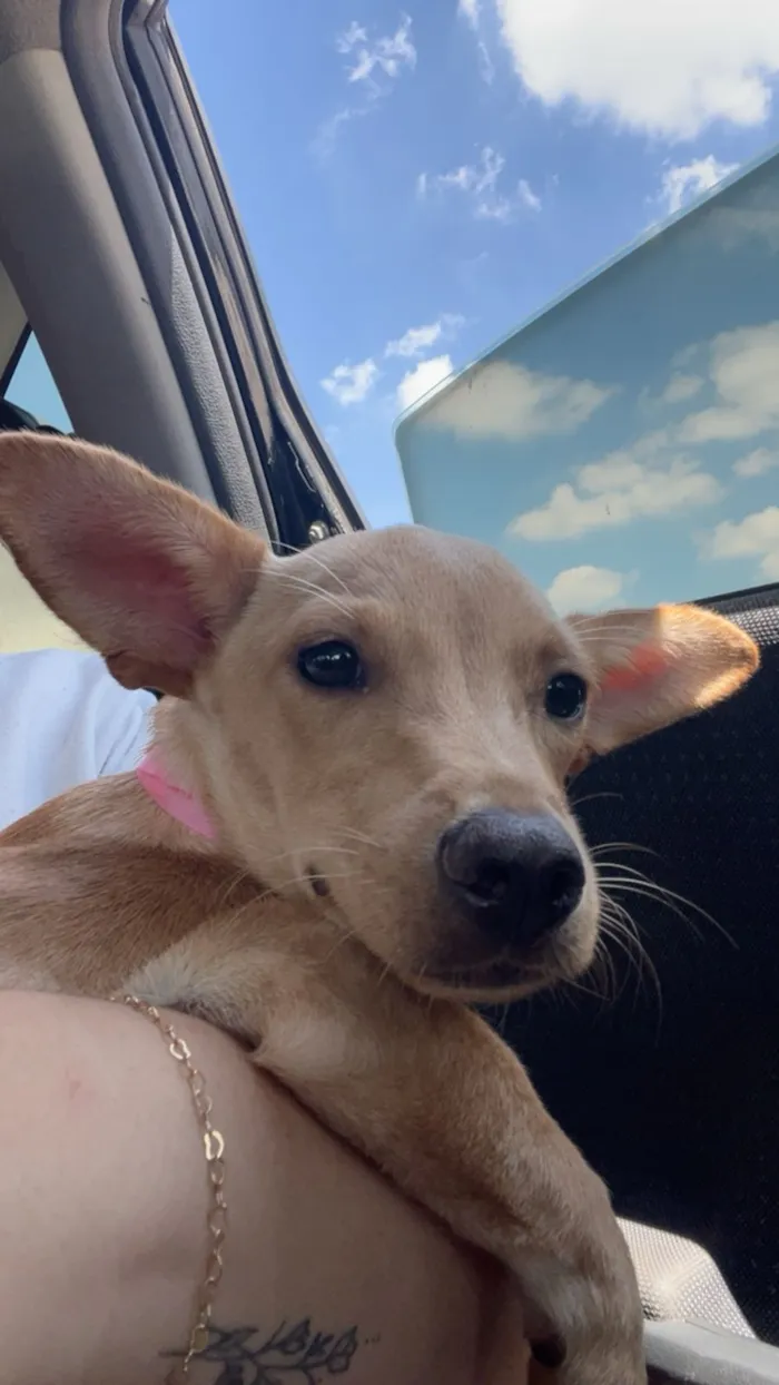 Cachorro raça SRD-ViraLata idade 7 a 11 meses nome Amora