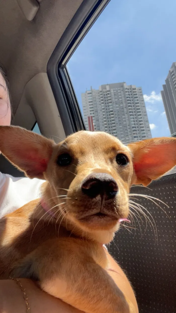 Cachorro raça SRD-ViraLata idade 7 a 11 meses nome Amora