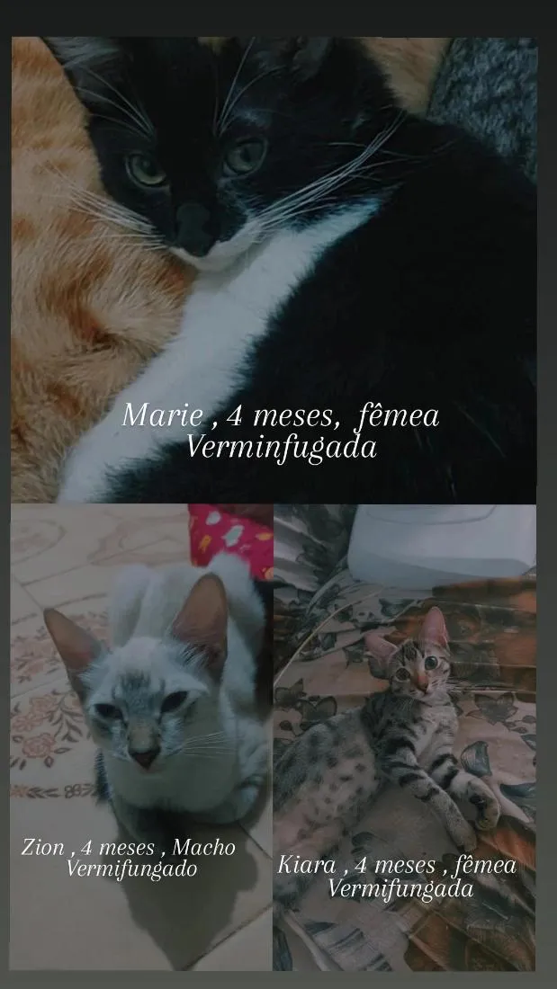 Gato raça SRD-ViraLata idade 7 a 11 meses nome nala,mailon,marie,kiara,zaion