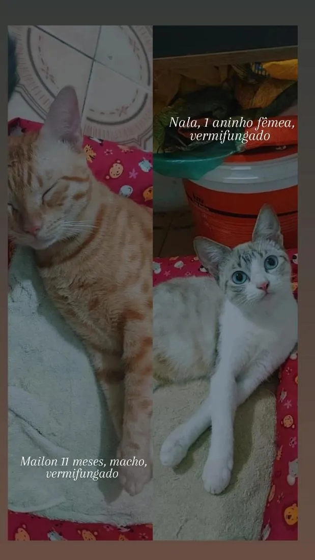 Gato raça SRD-ViraLata idade 7 a 11 meses nome nala,mailon,marie,kiara,zaion