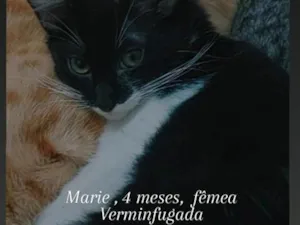 Gato raça SRD-ViraLata idade 7 a 11 meses nome nala,mailon,marie,kiara,zaion