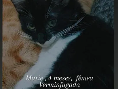 Gato raça SRD-ViraLata idade 7 a 11 meses nome nala,mailon,marie,kiara,zaion