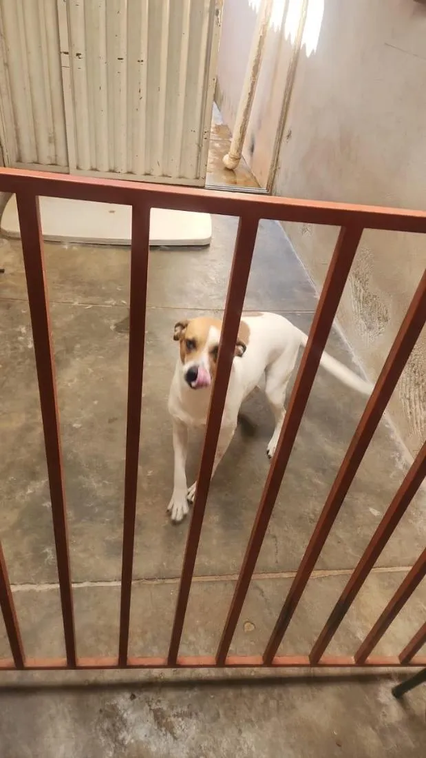 Cachorro raça SRD-ViraLata idade 2 anos nome Flora