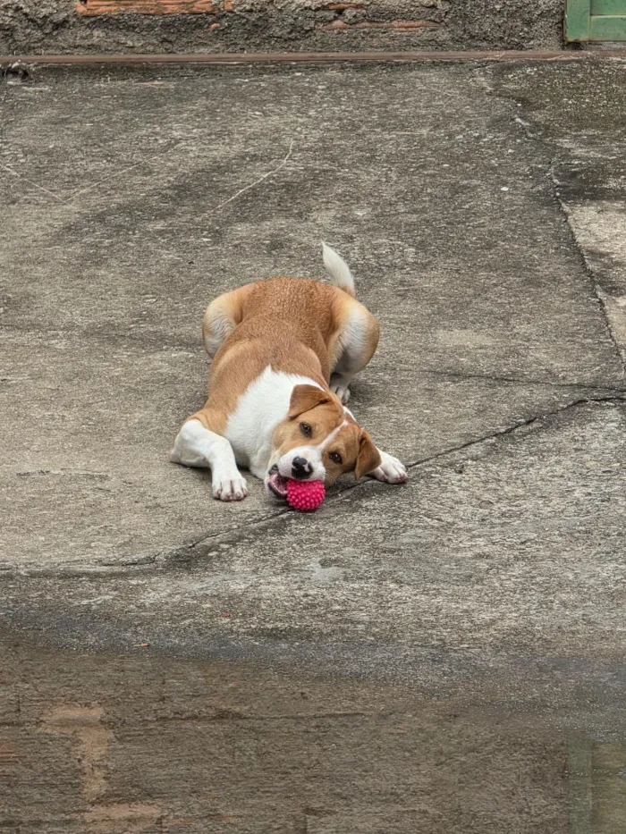 Cachorro raça SRD-ViraLata idade 2 a 6 meses nome Belinha e Lola 