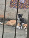 Belinha e Lola 
